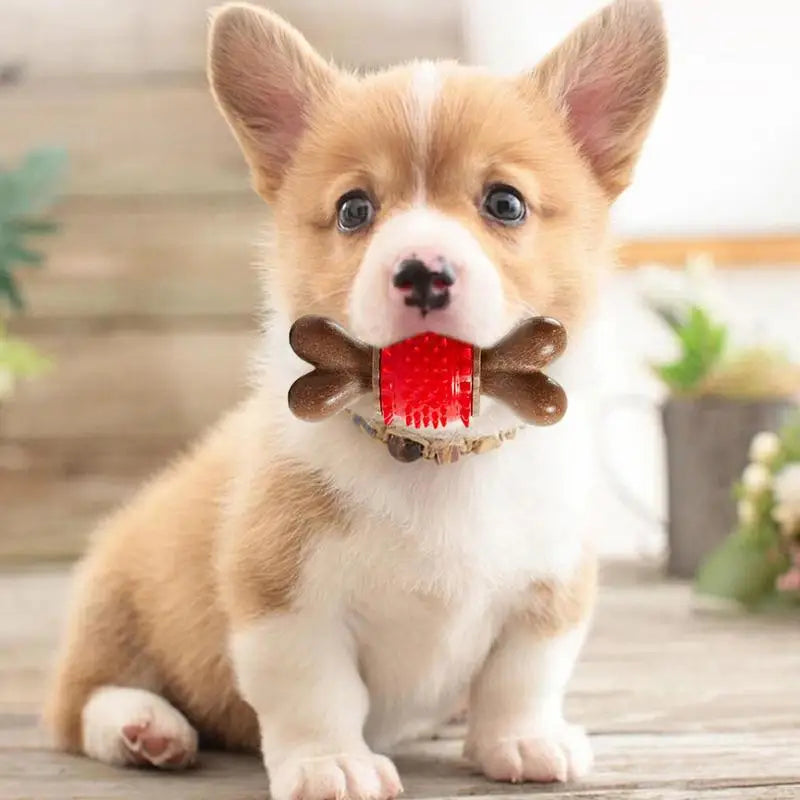 Jouet à mâcher soin dentaire pour Chien - HautePattes