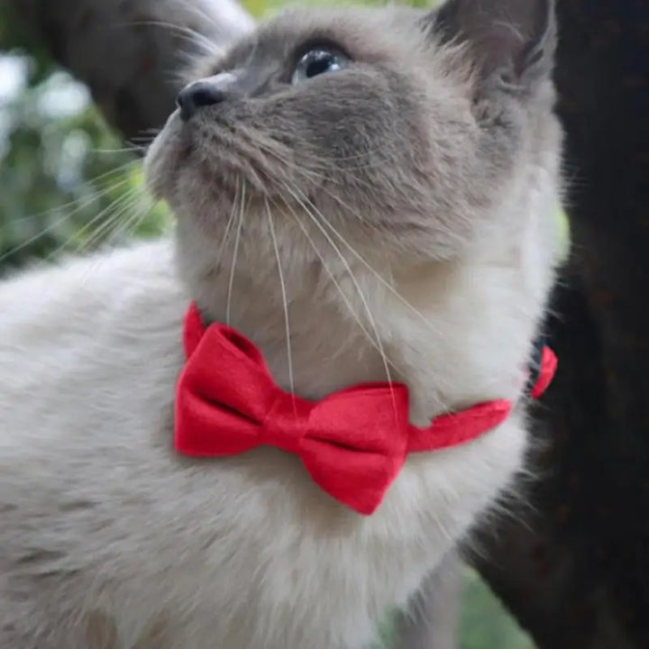 Collier nœud papillon chien & chat : chic discret, amour visible, souvenirs précieux
