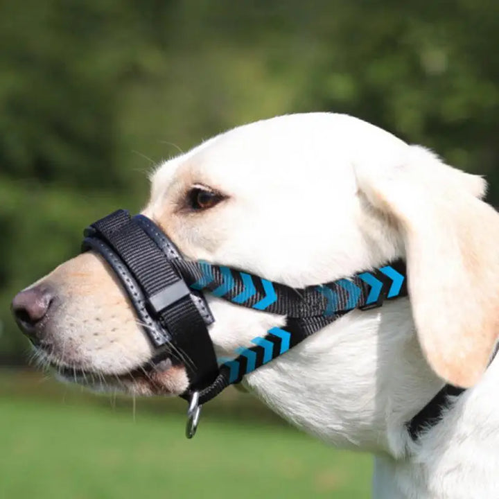 Muselière panier pour chien : encadrez-le avec calme, protégez-le avec amour