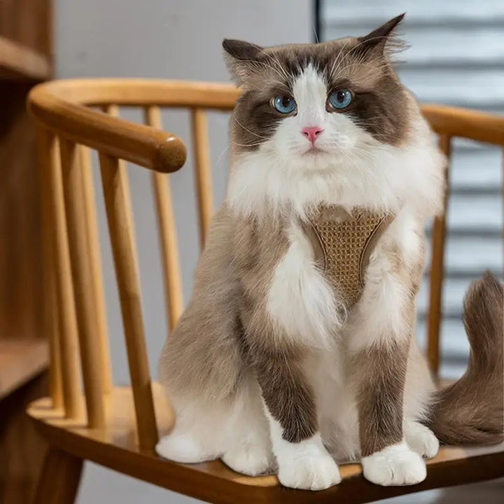 Harnais et laisses anti-fuite pour chat, pour petit et moyen chien, respirant, réfléchissant, réglable, sangle de poitrine pour chaton, fournitures pour animaux de compagnie - HautePattes