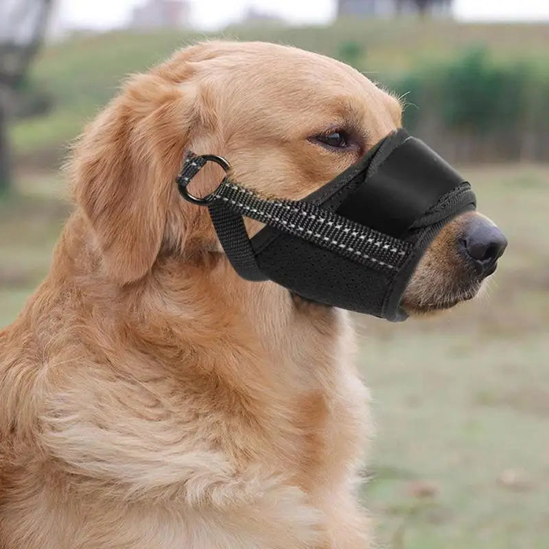 Muselière pour grand chien : protégez sans brimer, encadrez avec amour