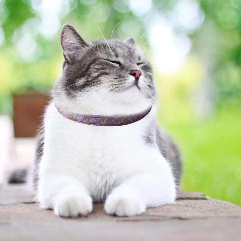 Collier chat Moon & Star : lien sacré & style céleste