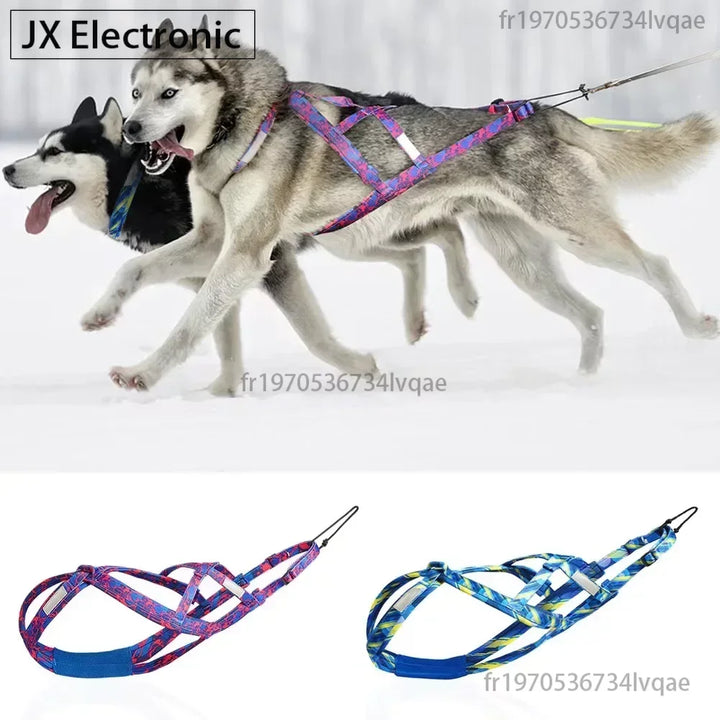 Harnais traction pour chien athlétique libre et puissant
