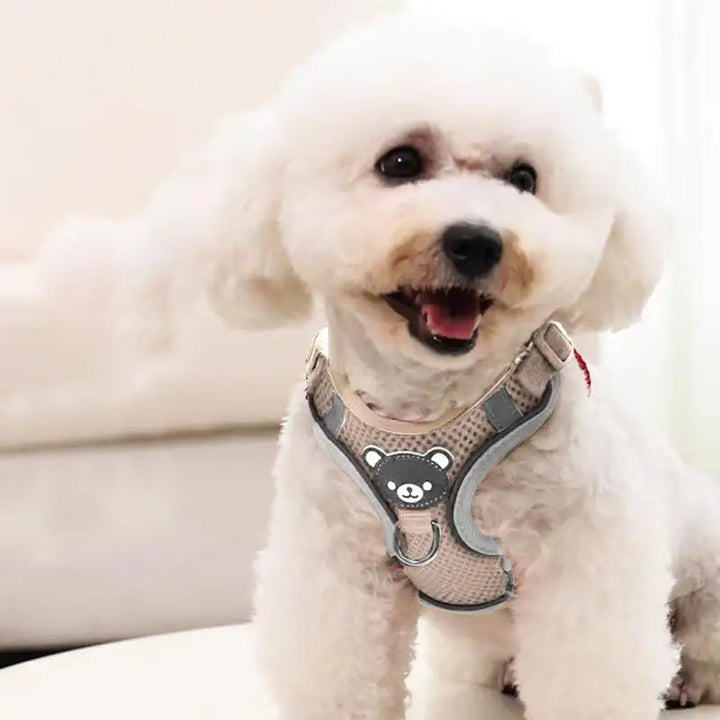 Harnais lumineux chien chat visible de nuit sans stress