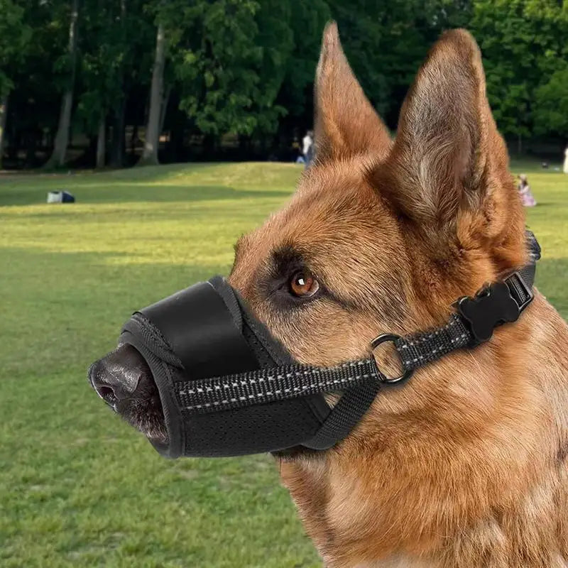 Muselière pour grand chien : protégez sans brimer, encadrez avec amour