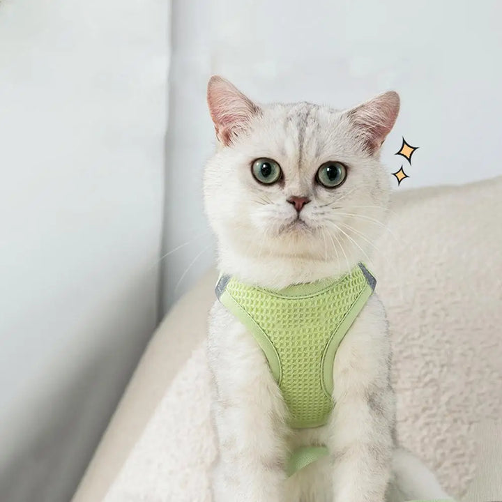 Harnais et laisses anti-fuite pour chat, pour petit et moyen chien, respirant, réfléchissant, réglable, sangle de poitrine pour chaton, fournitures pour animaux de compagnie - HautePattes