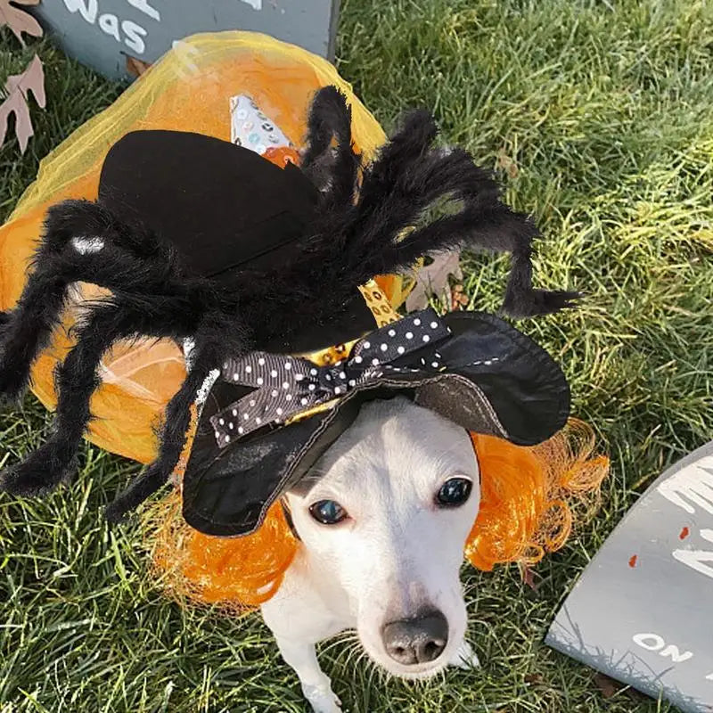 Costume Halloween araignée – Pour chat, chiot ou petit chien