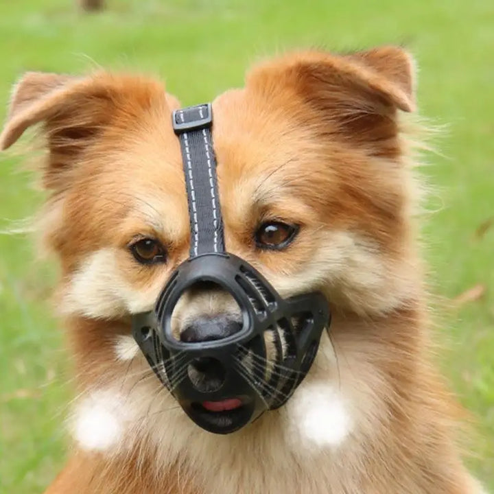 Muselière douce pour chien sensible aimé et protégé