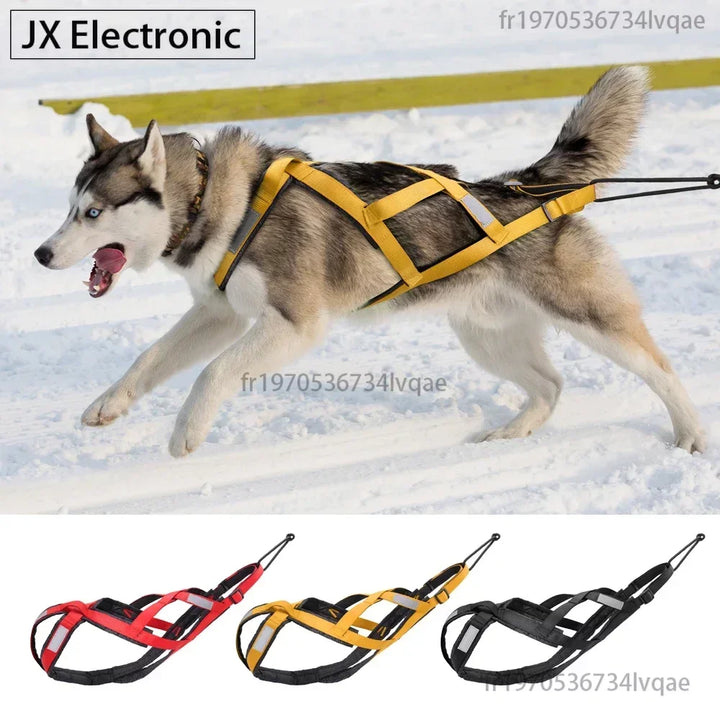 Harnais traction pour chien athlétique libre et puissant